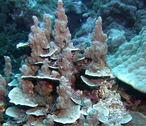  Porites rus (Encrusting Coral, Lumpy Porites)